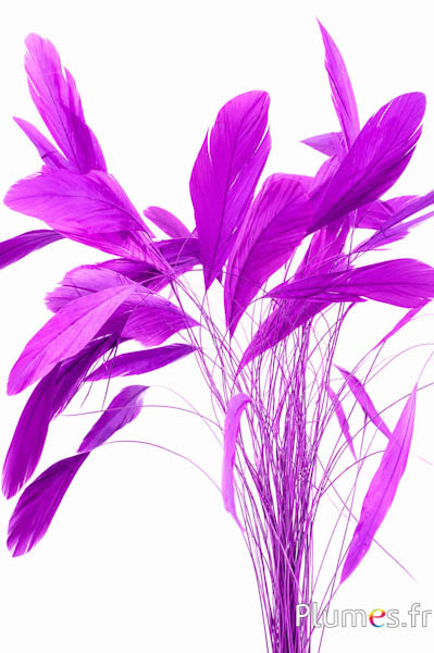 Coquetips - 13-18 cm - fuchsia-paars